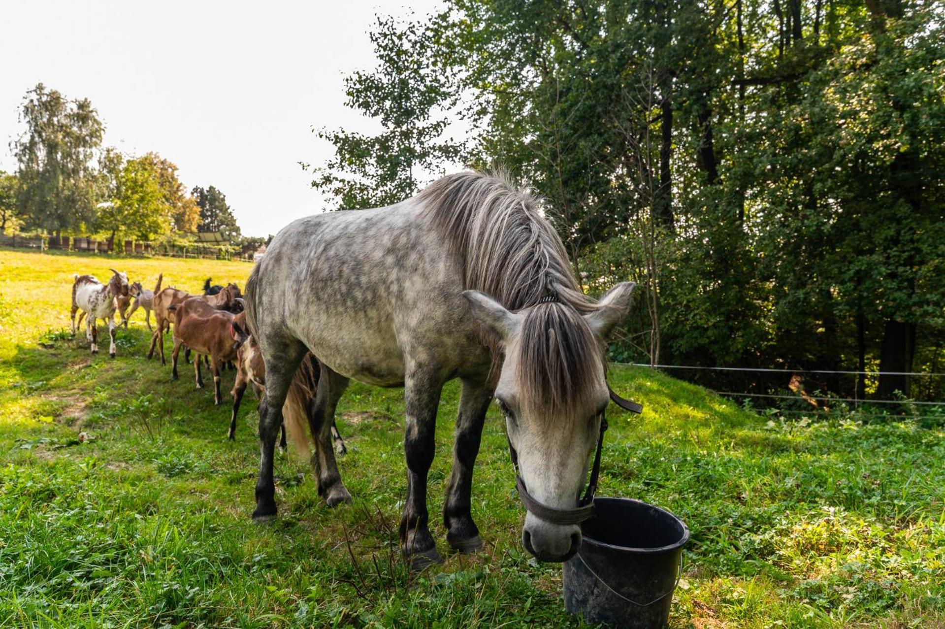 Orzechowa Ostoja Noclegi Energylandia Bachowice Exterior foto